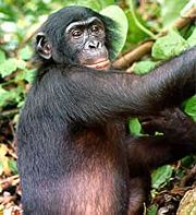 Das HI-Virus stammt sehr wahrscheinlich von dem bei Schimpansen gefundenen SI-Virus ab