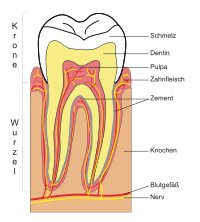 Der Zahn im umliegenden Gewebe