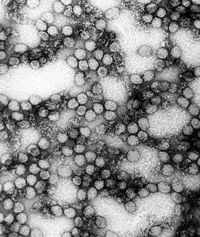 Gelbfieber-Virus
