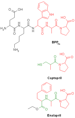 Strukturanalogie des Schlangengiftpeptids BPP5a und der ACE-Hemmer Captopril und Enalapril. Die für die Wirkung verantwortliche Tripeptidsequenz von BPP5a und die analogen Teilstrukturen von Captopril und Enalapril sind rot dargestellt. Die zur Erhöhung der Stabilität und Wirksamkeit eingefügten Bausteine wurden zusätzlich grün dargestellt.