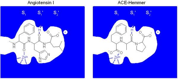 Molekularer Wirkmechanismus der ACE-Hemmer: ACE-Hemmer (z.B. Enalaprilat, rechts) binden anstelle des Substrats Angiotensin I (links) in die Bindungstasche des Angiotensin Converting Enzyme (ACE, blau) und blockieren dadurch dieses Enzym.