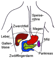Lage einiger Organe