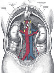 Lage der Nieren. Blick von hinten nach Entfernung des Rückens
