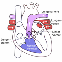 Herz-Lungenkreislauf
