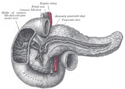 Pankreas und Zwölffingerdarm Die Gallengänge und die Papille sind freipräpariert. (Quelle: Gray's Anatomy)