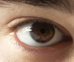 Äußerlich sichtbare Teile eines (braunen) menschlichen Auges; rechts