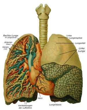 Menschliche Lunge (mit Herz)