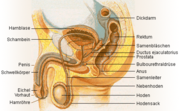 Männliche Geschlechtsorgane des Menschen