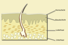 Schematischer Querschnitt der menschlichen Haut mit einem Haar