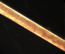 Ein Menschenhaar unter dem Mikroskop(Bildausschnitt:  600×400 µm2)