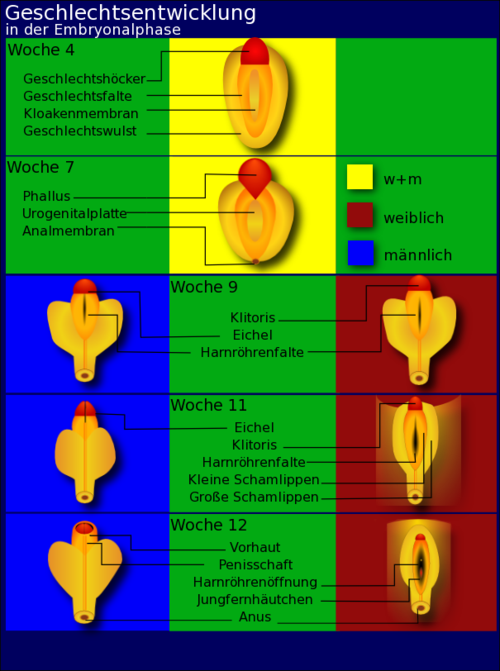 Geschlechtsentwicklung in der Embryonalphase