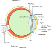 Das Auge mit Glaskörper