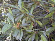 Chinarinde (Chinchona sp.)