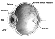 Schnitt durch das menschliche Auge mit Makula (Gelber Fleck)