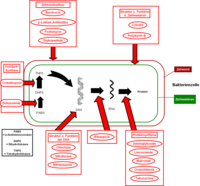 Angriffspunkte der Antibiotika bei Bakterien