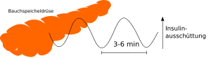 Oszillierende Insulinausschüttung.