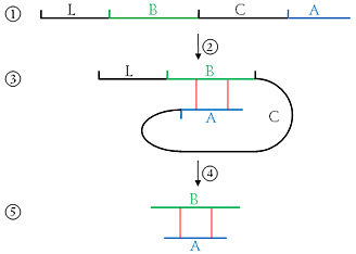 Prozessierung des Präproinsulin zum Insulin.
