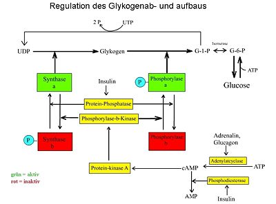 Insulin und Glykogen