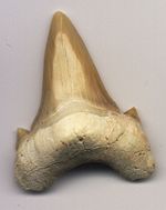 Fossiler Zahn eines Haies. Länge 4 cm