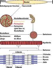 Schematischer Aufbau eines Skelettmuskels