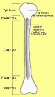 Schematischer Aufbau eines Röhrenknochens