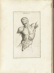 Die Muskulatur der Brust (Zeichnung von Bernardino Genga "Anatomia per uso et intelligenza del disegno ricercata non solo su gl'ossi, e muscoli del corpo humano")