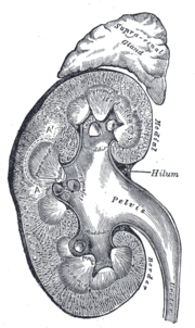 Niere (Querschnitt)