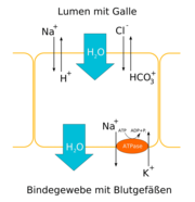 Schema des Wasserentzugs durch Hauptzellen der Galle