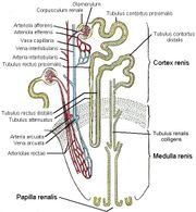 Feinbau der Niere, schematisch.