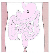 Übersicht über den menschlichen Magen-Darm-Kanal: 1=Speiseröhre, 2=Magen, 3=Zwölffingerdarm, 4=Dünndarm, 5=Blinddarm, 6=Appendix, 7=Grimmdarm, 8=Mastdarm, 9=Anus