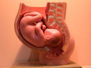 Anatomisches Modell der Schwangerschaft