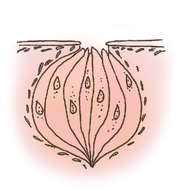 Zeichnung einer Geschmacksknospe