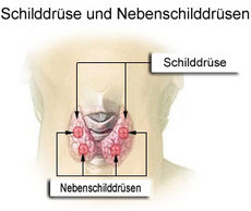 Schilddrüse und Nebenschilddrüsen beim Menschen.