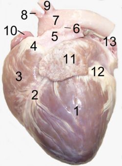 Herz eines Hundes von links. 1 linke Herzkammer, 2 Sulcus interventricularis paraconalis, 3 rechte Herzkammer, 4 Conus arteriosus, 5 Truncus pulmonalis, 6 Ligamentum arteriosum, 7 Aortenbogen, 8 Truncus brachiocephalicus, 9 Arteria subclavia sinistra, 10 rechtes Herzohr, 11 linkes Herzohr, 12 Herzkranzfurche mit Fett, 13 Lungenvenen.