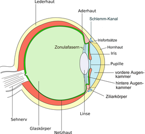 Aufbau des Säugetierauges; Schnittbild, von oben betrachetetes linke Auge