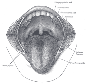 Zeichnung der Vorderansicht der Zunge und der Mundhöhle (zur besseren Übersichtlichkeit wurden die Wangen entfernt)