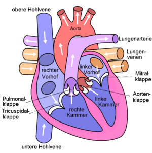 Schema des menschlichen Herzens