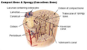 Knochen im Querschnitt