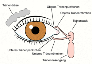 Der menschliche Tränenapparat