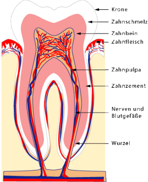 Der Aufbau eines Zahns
