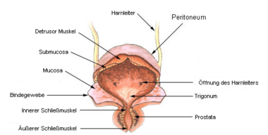 Aufbau der Harnblase