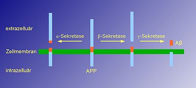 Prozessierung des Amyloid Precursor Proteins