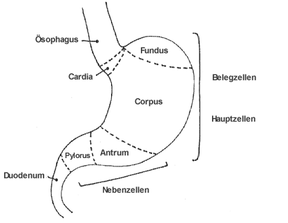 Makroskopischer Aufbau des Magens